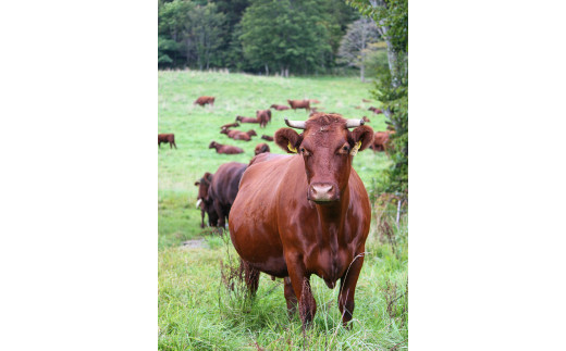 自然放牧され、よく運動した短角和牛のお肉は赤身がしっかりとした旨味が濃いことが特徴です