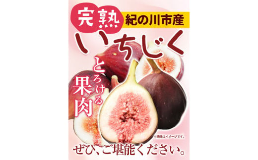 和歌山県紀の川市のふるさと納税 お試し小容量 完熟いちじく 約600g (300g × 2パック) お試し パック いちじく イチジク 無花果 紀の里農業協同組合《9月上旬-11月上旬頃出荷》 和歌山県 紀の川市 青果物 果物 くだもの フルーツ スイーツ