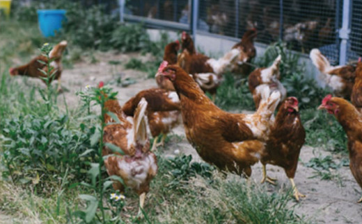 えこびと農園平飼い鶏のえごまたまご 80個入り(H037131)