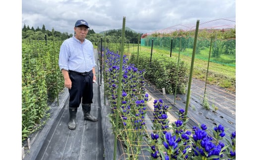 西和賀町・貝沢地区のりんどう農家、南川信一さん。長年、りんどうの栽培と品種開発に取り組んできました