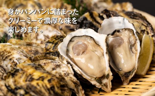 身がパンパンに詰まったクリーミーで濃厚な味を楽しめます。