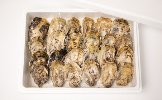 牡蠣 鏡オイスター 生食用 1.5kg (約20-25個)