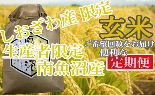 【令和7年産】【定期便10kg×6ヶ月】玄米 しおざわ産限定 生産者限定 南魚沼産コシヒカリ【2025年10月上旬より順次発送予定】 985001 - 新潟県南魚沼市
