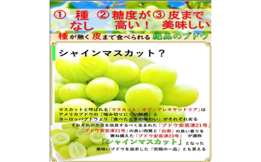 安心のクール便発送 収穫当日に産地直送 シャインマスカット 4kg (6～7