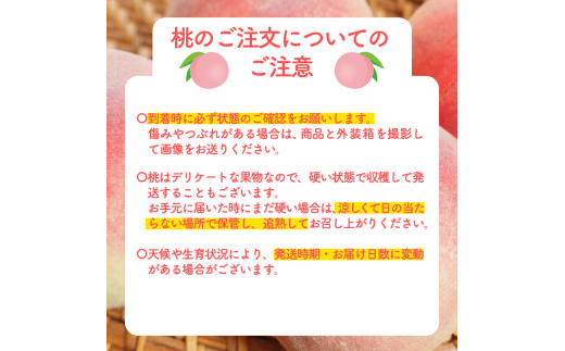 8月 最高等級「大玉白桃」約3kg（特秀・8～10玉）【山形もも・大江町産