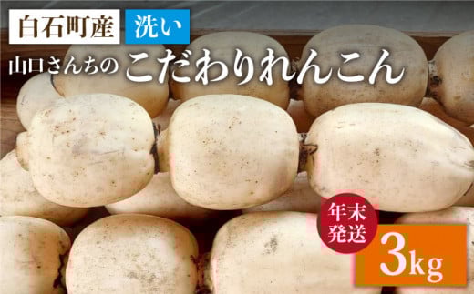 【年末発送】【農家直送！】洗い れんこん 3kg～山口さんちの贈り物～【y'scompany】 [IAS020] 1003058 - 佐賀県白石町