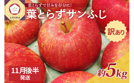 【2024年11月後半発送】【訳あり】青森県産葉とらずサンふじりんご約5kg 1064718 - 青森県五所川原市