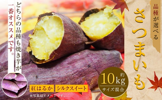 【紅はるか】約10kg 大・中・小サイズ 混合 さつまいも サツマイモ さつま 芋いも 芋 【2024年11月下旬～2025年5月上旬発送予定】 1439782 - 熊本県西原村