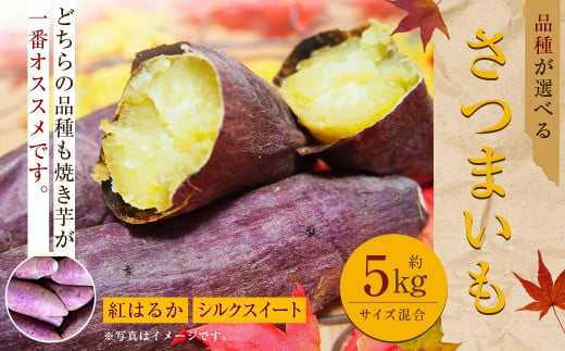 【紅はるか】 約5kg 大・中・小サイズ 混合 さつまいも サツマイモ さつま 芋いも 芋 【2024年11月下旬～2025年5月上旬発送予定】 1439779 - 熊本県西原村