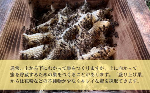 日本ミツバチの百花蜜 ×2個はちみつ 限定品 もりあげ巣
