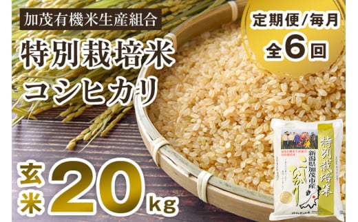 【定期便6ヶ月毎月お届け】特別栽培米 コシヒカリ 玄米 20kg（5kg×4）従来品種 従来コシヒカリ お米 米 加茂有機米生産組合 新潟県 加茂市産  定期便|（株）ライスグローワーズ