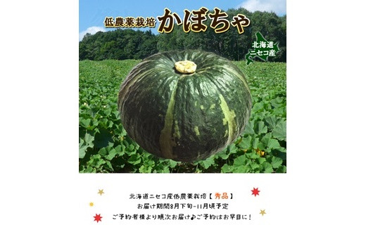 <早期予約>北海道ニセコ町 かぼちゃ5kg【2024年産】【3200601】
