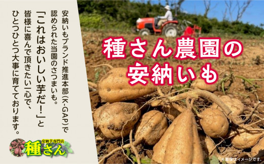 鹿児島県南種子町のふるさと納税 《先行予約》 本場 種子島産 天然スイーツ 種子島 安納いも 10kg 詰め合わせ さつまいも さつま芋 安納芋 Qさま キューさま 焼きいも 甘い ねっとり スイーツ おやつ 10キロ たねがしま 人気 南種子町 鹿児島 かごしま 【有限会社南種子衛生 種さん】