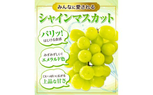 【先行予約】訳あり シャインマスカット 約 1.3kg 2房《2024年9月中旬-11月上旬頃より発送予定(土日祝除く)》岡山県 浅口市  シャインマスカット ぶどう フルーツ 果物 贈り物 ギフト 国産 岡山県産 送料無料 ご家庭用 ブドウ