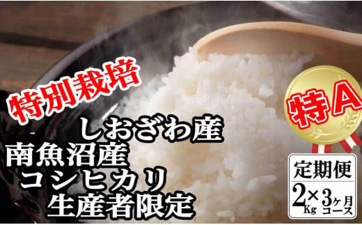 【定期便：２Kg×3ヶ月】特別栽培 生産者限定  南魚沼しおざわ産コシヒカリ 446509 - 新潟県南魚沼市