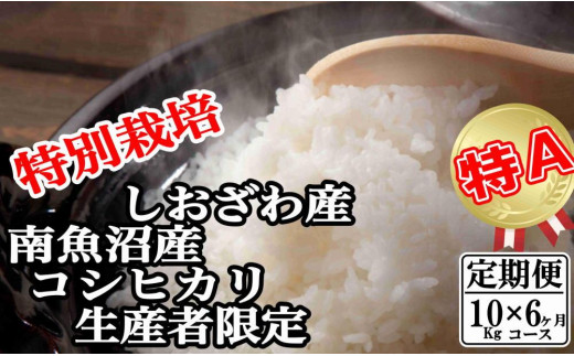【令和7年産】【定期便：10Kg×6ヶ月】特別栽培 生産者限定  南魚沼しおざわ産コシヒカリ【2025年10月上旬より順次発送予定】 446516 - 新潟県南魚沼市
