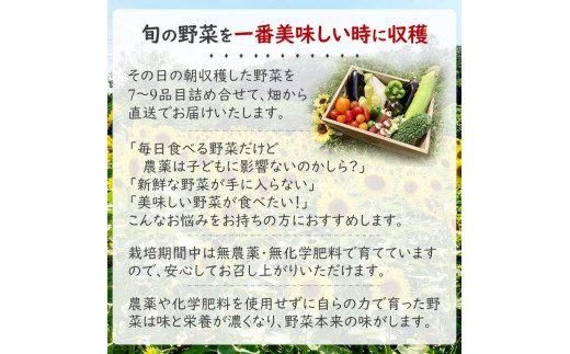 新鮮！旬の野菜セット(夏) 80size 栽培期間中農薬・化学肥料不使用