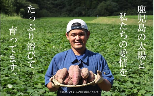 鹿児島県南大隅町のふるさと納税 【鹿児島県産】熟成 シルクスイート 3kg (1箱 ) サイズ混合 さつまいも