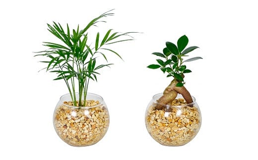 ハイドロカルチャー「シンプルボールの観葉植物　2鉢セット」