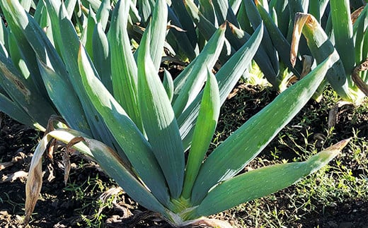 群馬県下仁田町のふるさと納税 伝統栽培の下仁田ねぎ。寒い冬に最高のすき焼きを♪（M 20本） とろける 甘い ねぎ ネギ 王様ねぎ 殿様ねぎ 特産 栄養たっぷり ブランド 上州ねぎ すきやき F21K-332