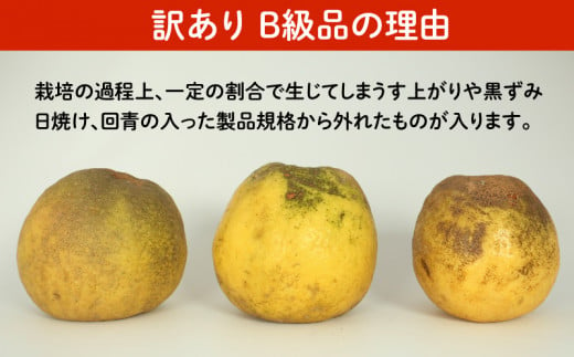 愛媛県愛南町のふるさと納税 【B級品】ジュース向き 訳あり 河内晩柑 20kg【 フードロス ジュース 用】（なくなり次第終了） 愛南ゴールド 搾汁 す上がり 粒化症 傷 日焼け 黒ずみ 回青 サイズ 不揃い 大容量 愛南ゴールド 吉本農園 愛南町 愛媛県