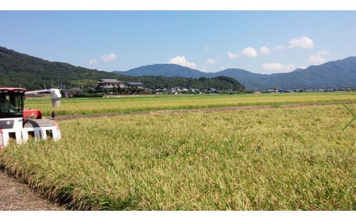 【先行予約】《3ヶ月定期便》 【生産者支援】 《令和5年産》 新米 茨城県桜川市産こしひかり 15kg（ 5kg × 3袋 ）× 3回 茨城県産 桜川  米 お米 白米 コメ ごはん 精米 コシヒカリ 国産 限定 [SC035sa]