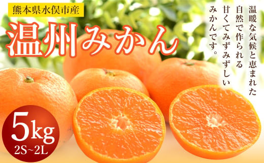 【2023年11月上旬発送開始】温州みかん 約5kg 2S～2L ミカン 柑橘 果物 フルーツ