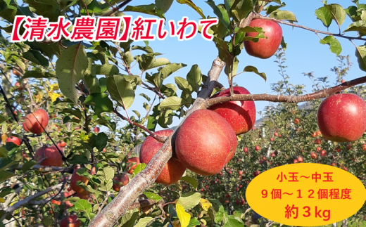 【清水農園】フレッシュ りんご 岩手県のオリジナル品種「紅いわて」約3kg 【 リンゴ 林檎 果物 フルーツ 期間限定 】2024年8月下旬頃から順次発送