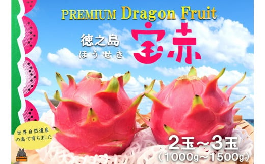 『おまかせ果物セット（М）お試しセット』 果物詰め合わせ ドラゴンフルーツ