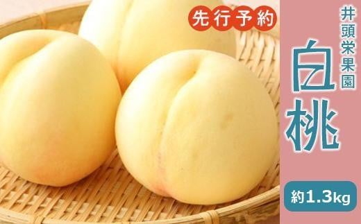 BU03  先行予約【約1.3kg】井頭栄果園  白桃 (2024年度発送)