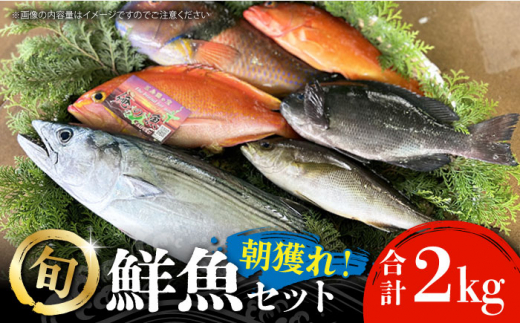 【五島列島・直送】朝獲れ！鮮魚セット2kg