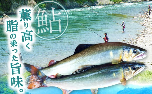 清流にしか棲まない貴重な天然鮎「香魚」とも呼ばれその味は薫り高く日本一と讃えられています。