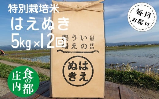 食の都庄内　【定期便12回】井上農場の特別栽培米はえぬき5kg×12回