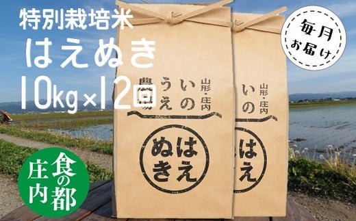 食の都庄内　【定期便12回】井上農場の特別栽培米はえぬき10kg×12回