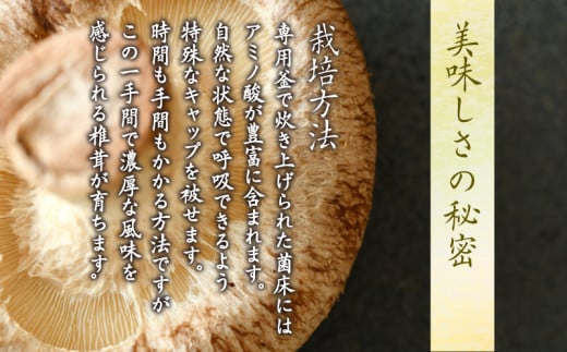 しいたけ  冷蔵 国産 徳島県 全国生産量1位 椎茸 しいたけ きのこ