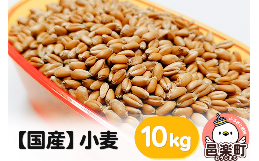 【国産】小麦 10kg×1袋 サイトウ・コーポレーション 飼料 1016683 - 群馬県邑楽町