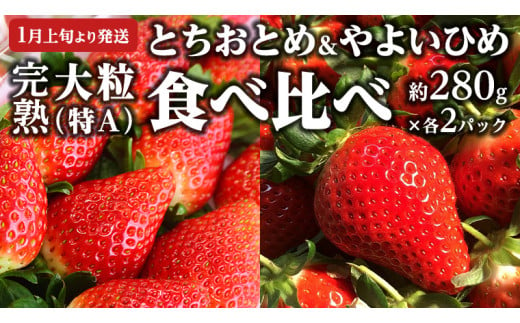 [ 2025年1月上旬発送開始 ]完熟! やよいひめ 約280g×2P・とちおとめ 約280g×2P 食べ比べ 国産 いちご イチゴ 苺 [BC008sa]