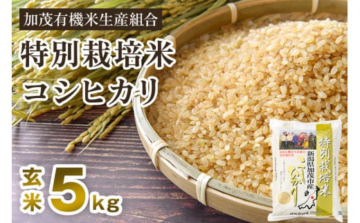 【令和5年産新米】新潟県加茂市産 特別栽培米コシヒカリ 玄米5kg 従来品種コシヒカリ 加茂有機米生産組合