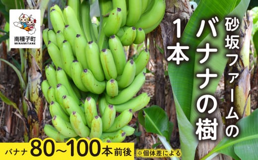 砂坂ファームのバナナの樹1本（８０本~１００本：個体差により異なります） 991594 - 鹿児島県南種子町