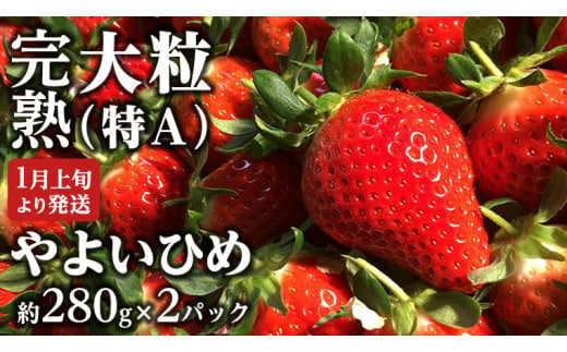 2024年1月上旬発送開始 】 完熟 やよいひめ 約280g×2P 国産