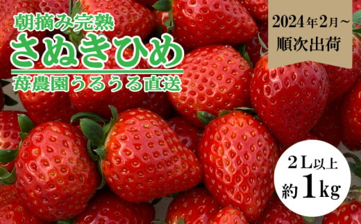 いちご さぬきひめ 約 1kg 250g 4パック 完熟 朝採れ-