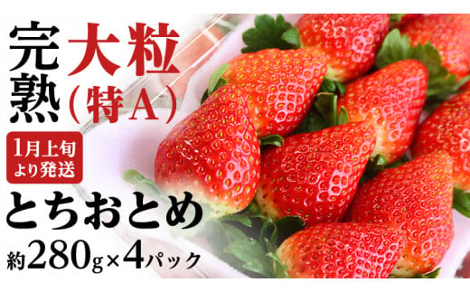 [ 2025年1月上旬発送開始 ]完熟 とちおとめ 約280g×4パック 国産 いちご イチゴ 苺 とちおとめ [BC006sa]