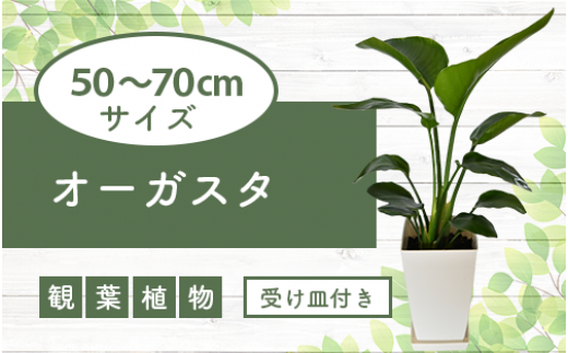 観葉植物】オーガスタ50cm～70cm(JAいぶすき/014-1376) 観葉植物 植物