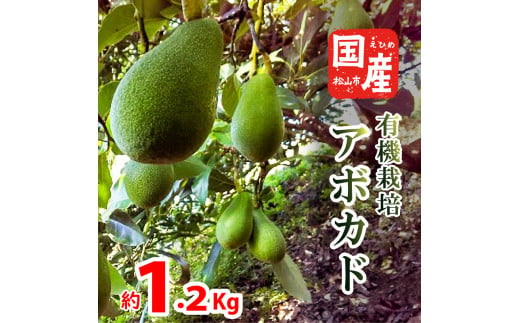 [家庭用]国産有機栽培アボカド 約1.2Kg [11月中旬〜発送予定] サラダ 料理 果物 ヘルシー アボガド ダイエット ミネラル 森のバター ヴィーガン 栄養 国産 愛媛 松山