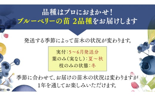 ブルーベリー の 苗 2品種セット （品種おまかせ） ラビットアイ系