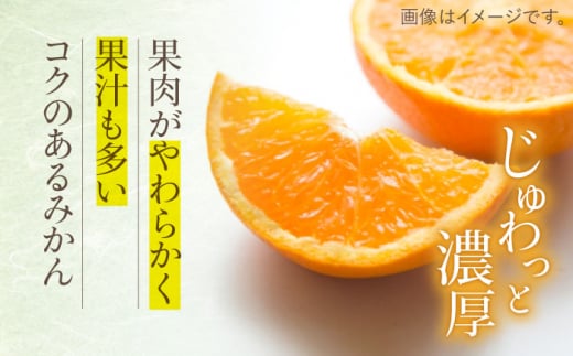 長崎県川棚町のふるさと納税 【先行予約】長崎県産 温州みかん （ 青島 ） みかん 9kg 【Mt.Gファーム】[OCX003] / 柑橘 温州みかん 青島 ミカン 蜜柑 長崎県産柑橘 みかん 高糖度みかん 青島ミカン 柑橘類