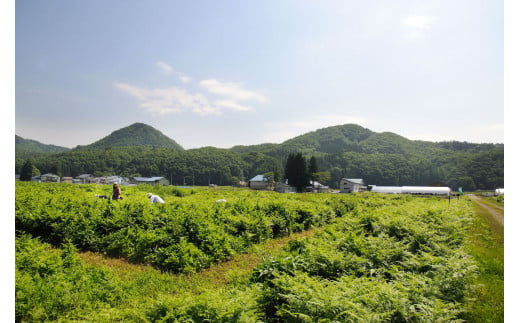 自然豊かな西和賀町、槻沢地区にあるやまに農産のわらび園