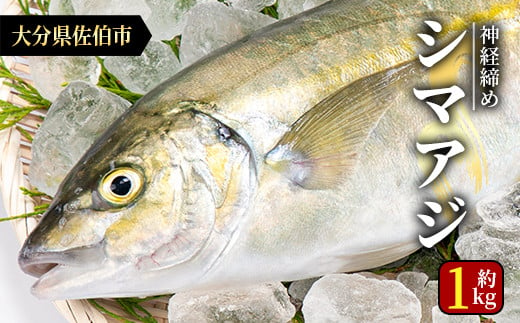鮮魚 シマアジ (1本・約1kg)  【AS87】【海べ (株)】 529289 - 大分県佐伯市