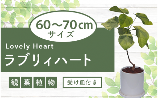 2025年5月下旬～発送【観葉植物】ラブリィハート5号陶器鉢【農林水産省 品種登録】(T&P/045-1495) 観葉植物 植物 鉢付 インテリア 室内 オフィス おしゃれ マイナスイオン【配送不可地域：北海道・沖縄県・離島】 545372 - 鹿児島県指宿市