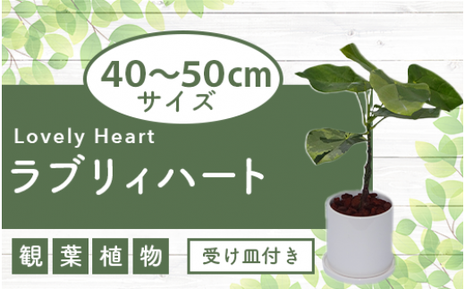 2025年5月下旬～発送【観葉植物】ラブリィハート4号陶器鉢/専用受け皿付き【農林水産省 品種登録】(T&P/025-1494) 観葉植物 植物 鉢付 インテリア 室内 オフィス おしゃれ マイナスイオン【配送不可地域：北海道・沖縄県・離島】 466939 - 鹿児島県指宿市